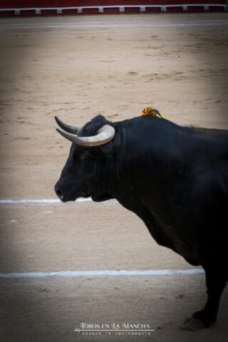 DSC_0036-2 DSC 0036 2 683x1024 | Toros en la mancha