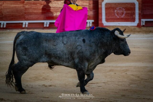 DSC_0095-2 DSC 0095 2 1024x683 | Toros en la mancha