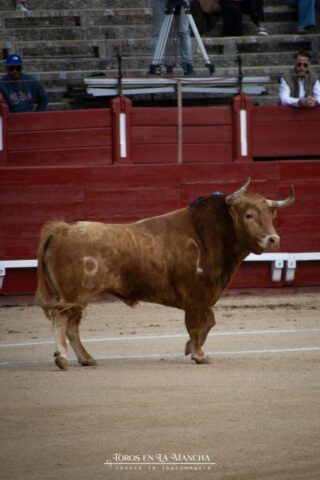 DSC_0891-2 DSC 0891 2 683x1024 | Toros en la mancha