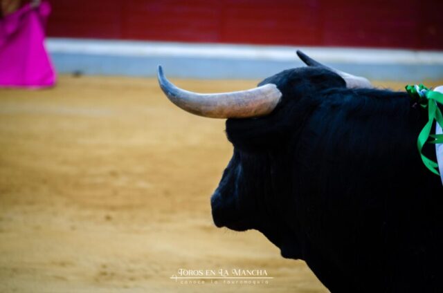 DSC0409 1024x678 | Toros en la mancha