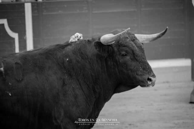 DSC 0313 1024x683 | Toros en la mancha