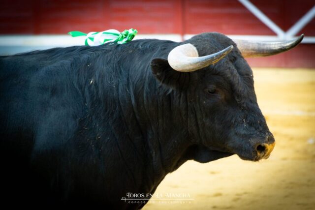 DSC 0317 1024x683 | Toros en la mancha