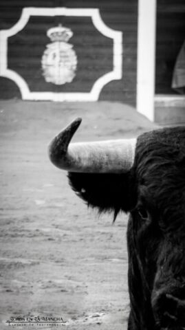 Gemini Generated Image 57sxdh57sxdh57sx.png 573x1024 | Toros en la mancha